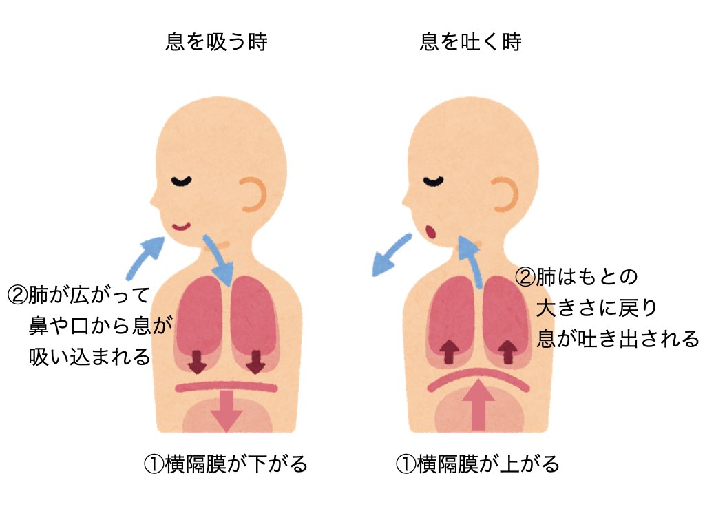 腹式呼吸　横隔膜　肺　ボーカル　ヴォーカル　歌がうまくなる　簡単　入門　基礎　練習法